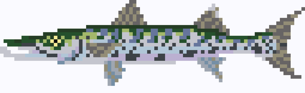 Barracuda