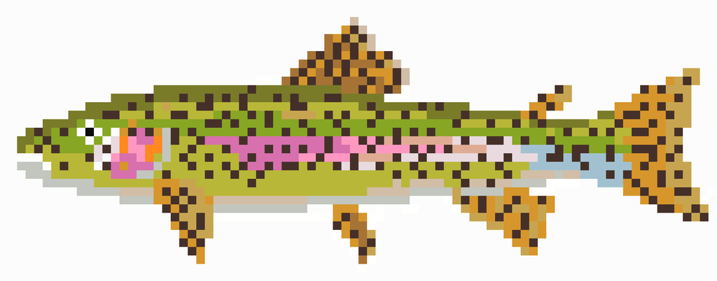 Rainbow Trout