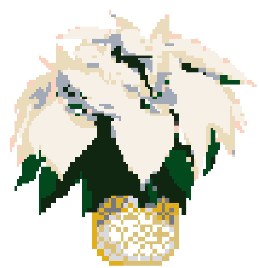 White Poinsettia - Medium