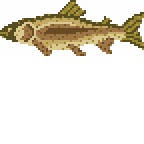 Trout Fish