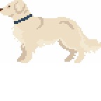 English Cream Golden Retriever