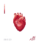 Anatomical Heart