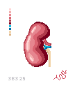 Anatomical Kidney
