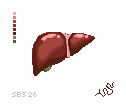 Anatomical Liver
