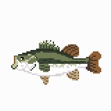Bass