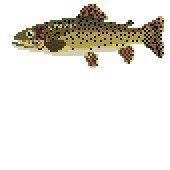 Cutthroat trout