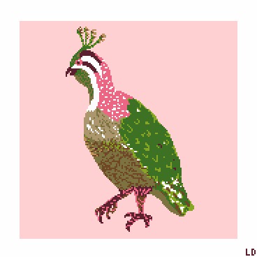 Pink Quail