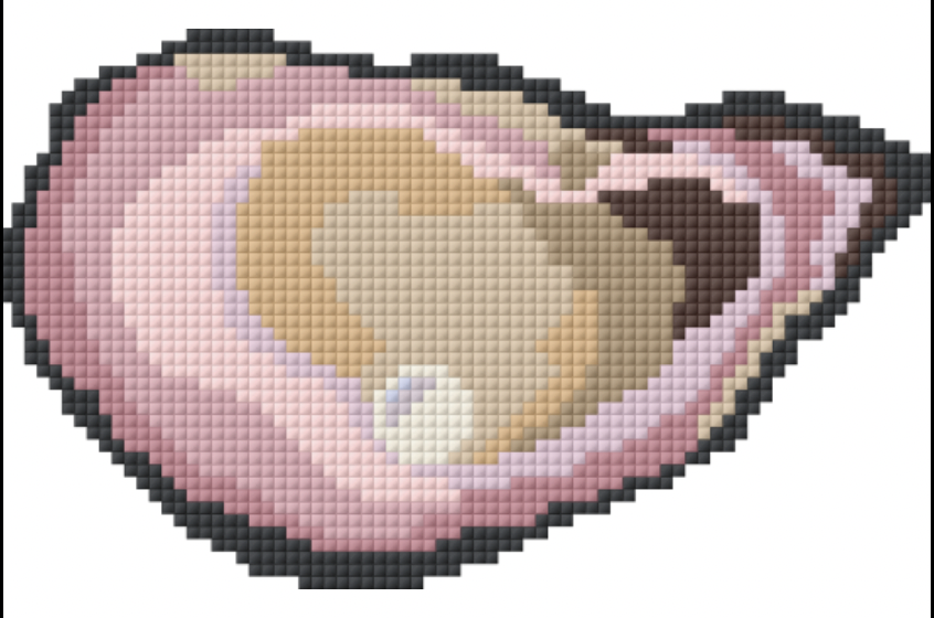 Oyster - Pink